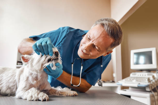 Best Urgent Tooth Repair  in Republic, PA